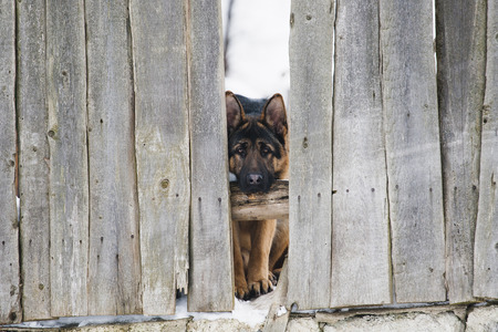 Dog behind a fenceの写真素材