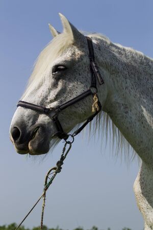 White horse grazing in a meadow in spring sunny day.