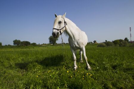 White horse grazing in a meadow in spring sunny day.の写真素材