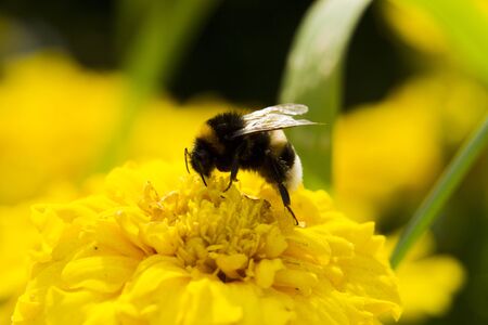 Bumblebee collecting pollen, lit day svetom.Makro