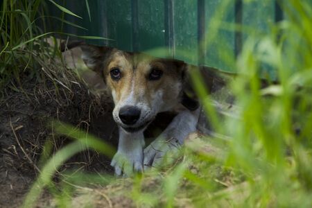 Wicked frightened dog looking out from under the green fence on a summer evening.の写真素材