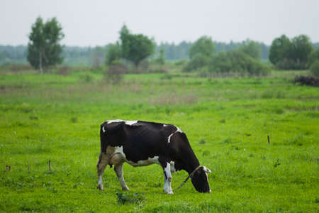 Cows grazing in a field on a background of the rural landscape spring day.の写真素材