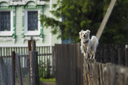 A small white dog standing on the fence, barking at passers-spring evening.の写真素材