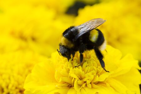 Bumblebee collecting pollen, lit day svetom.Makroの写真素材