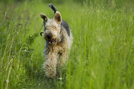 Airedale terrier dog running in the green grass sunny summer evening.の写真素材