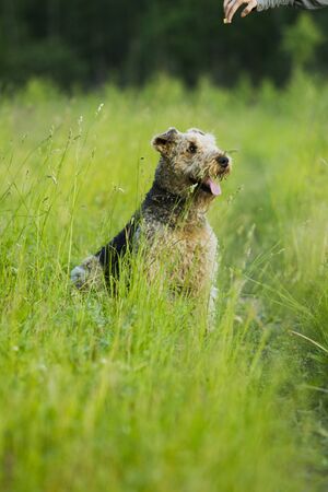 Airedale terrier dog sitting in green grass on a sunny summer evening stroll.