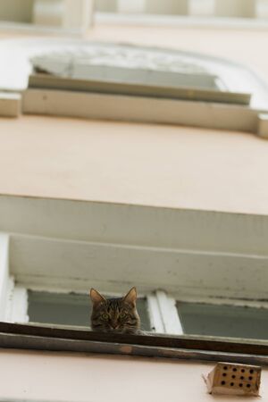 The cat looks down, sitting on the windowsill sunny summer day in the city.の写真素材