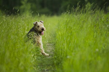 Airedale terrier dog sitting in green grass on a sunny summer evening stroll.の写真素材