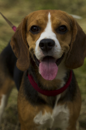 Beagle dogs standing in mown grass summer day.の写真素材