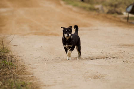 Puppy walking spring day.の写真素材