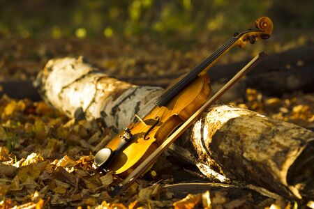 Violin lying at the trunk of a birch on a background of fallen leaves and autumn forest, lit by the sunの写真素材