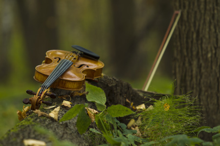 Violin lying on a fallen tree trunk on a background autumn forestの写真素材