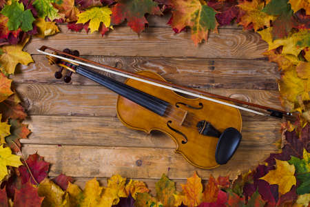 Violin on fallen leaves in the frame of maple leaves, studio lighting, the view from the topの写真素材