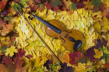 Violin on fallen leaves in the frame of maple leaves, studio lighting, the view from the topの写真素材