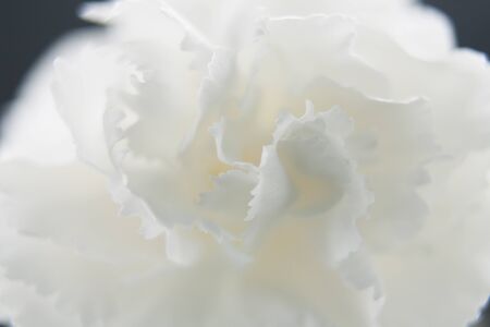 White carnationの写真素材