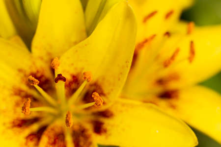 Yellow lily flowers summer day on the background of green grass.