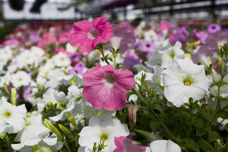 Petunia flowerの写真素材