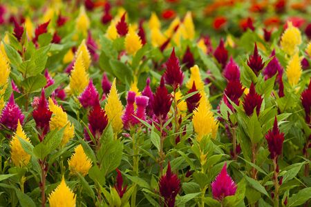 Celosia flowerの写真素材