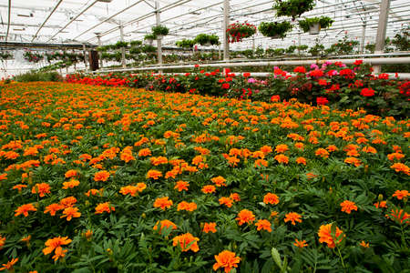 Tagates flowersの写真素材