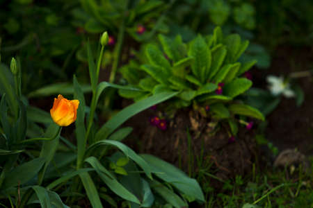 Yellow tulip on the background of green grass in the evening.