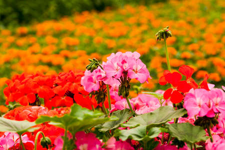 Geranium flowers
