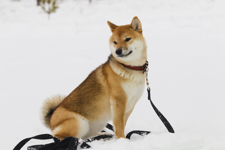 Japanese Dog Breed Shiba Inu on snow background winter cloudy day, natural lightの写真素材