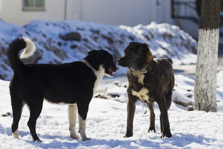 Dogs playing in the city on a background of white snow winter sunny day