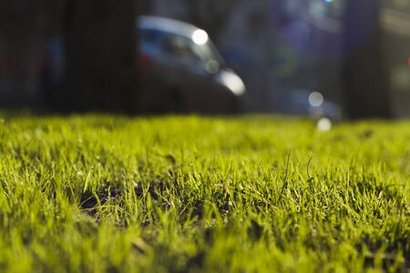 Fresh green grass in the spring day sunlightの写真素材