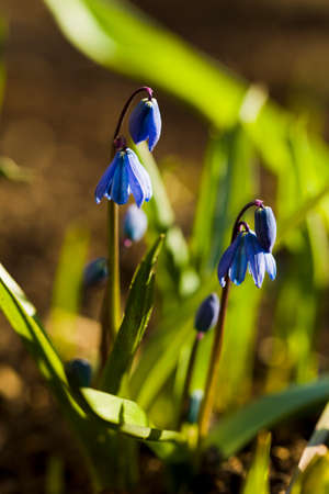 Primrose bluebell Scilla spring day, sunlight, Macro