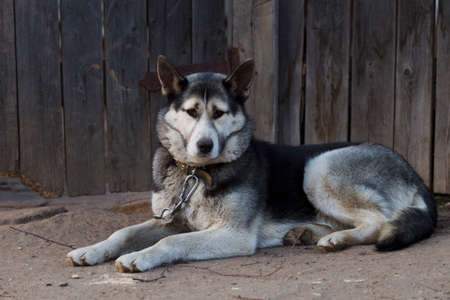 Sad dog chain lying on the sidewalk on a background of wooden fence, natural lightの写真素材
