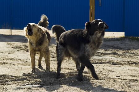 Two mongrel dogs barking on the background of blue metal fence, sunny dayの写真素材