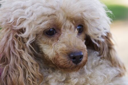 Dog Toy Poodle apricot color for a walkの写真素材