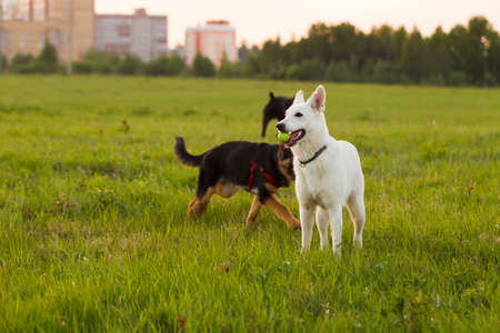 White Swiss Shepherd dog for a walk in the field, evening sunlight