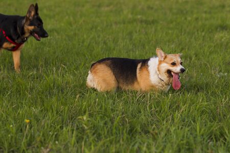Dog breed Welsh Corgi on a walk on a background of green grass, evening sunlightの写真素材
