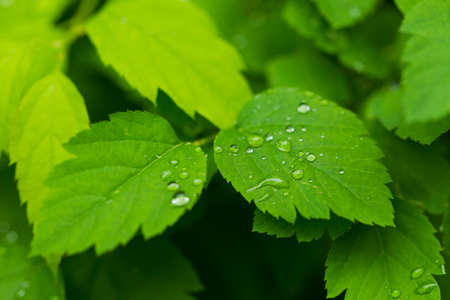 Raindrops on green foliage, natural light, Macro