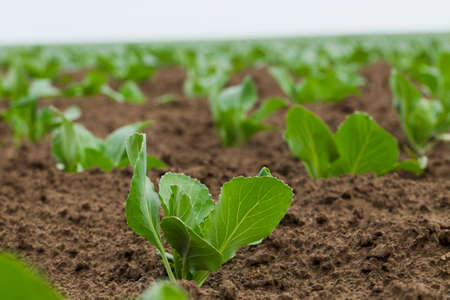 Field planted with seedlings of cabbage, natural light