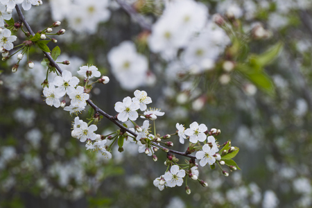 White flowering cherry spring day on a background of blue sky, sunshine, Macroの写真素材