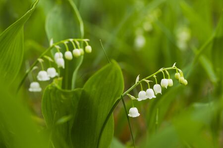 Lilies of the valley, wild flowers, natural light, Macro