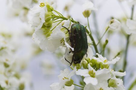 Green beetle chafer golden flowers on white, natural light, Macro