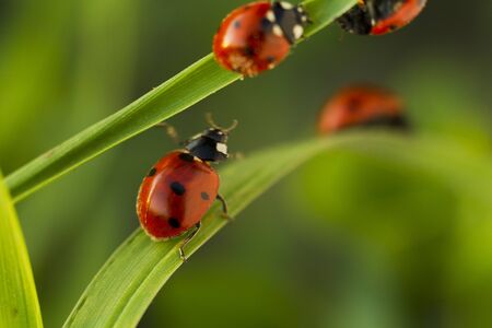 Beetles ladybug in green grass, sunlight, Macroの写真素材