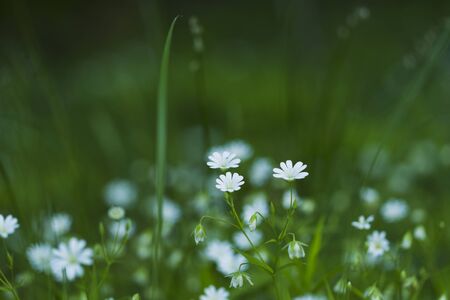 White spring wild flowers in the sunlight, Macroの写真素材