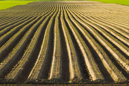 Farm field sown cereals, natural light, landscapeの写真素材