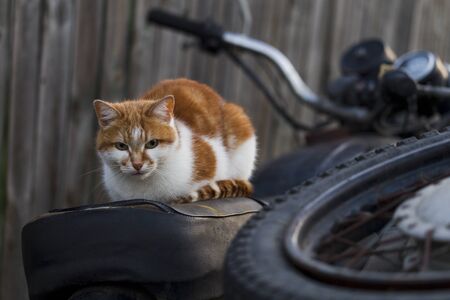 Red cat sitting on an old motorcycle on the background of a wooden fence, natural lightの写真素材