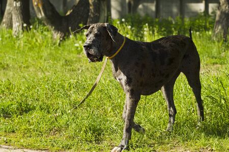 Great Dane merle for a walk on a background of green grass, sunshineの写真素材