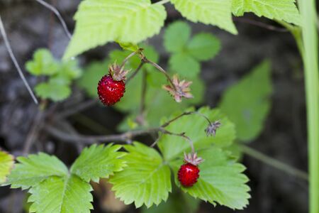 Red strawberries on a background of green foliage, natural light, Macroの写真素材