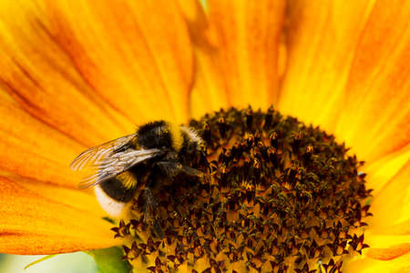 Bumblebee on a flower collecting pollen sunflower, natural light, Macro