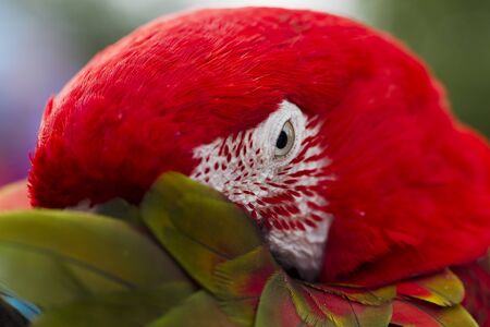 Parrot Macaw hiding beak under a wing, natural light