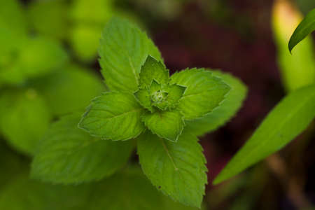 Fresh green mint leaves, natural light, Macro