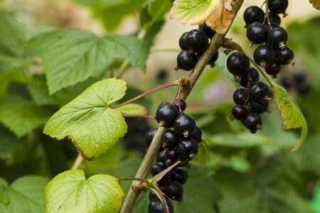 Branch of black currant with berries and raindrops, natural light