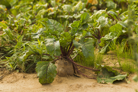 Beet growing in a field, fresh harvest sunlight
